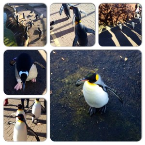 Penguin walk fun