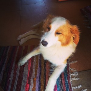 New best friend at the hostel