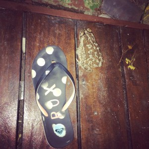 Little bull frog friend